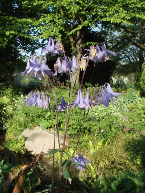 Aquilegia vulgaris